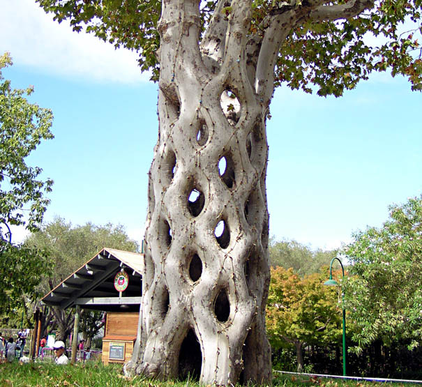 Photo of a tree