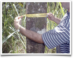 Measuring a tree